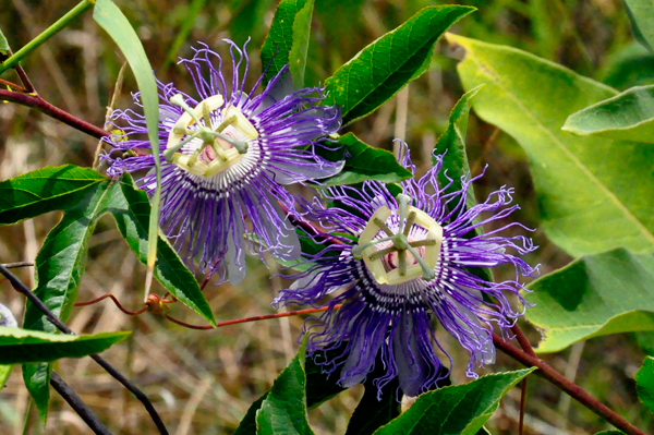 flower